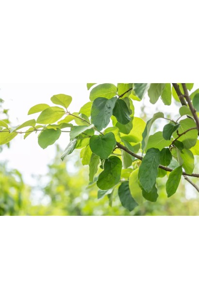 Айва грушевидна ‘Румо’ 